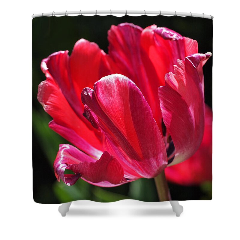 Tulip Shower Curtain featuring the photograph Glowing Red Tulip by Rona Black