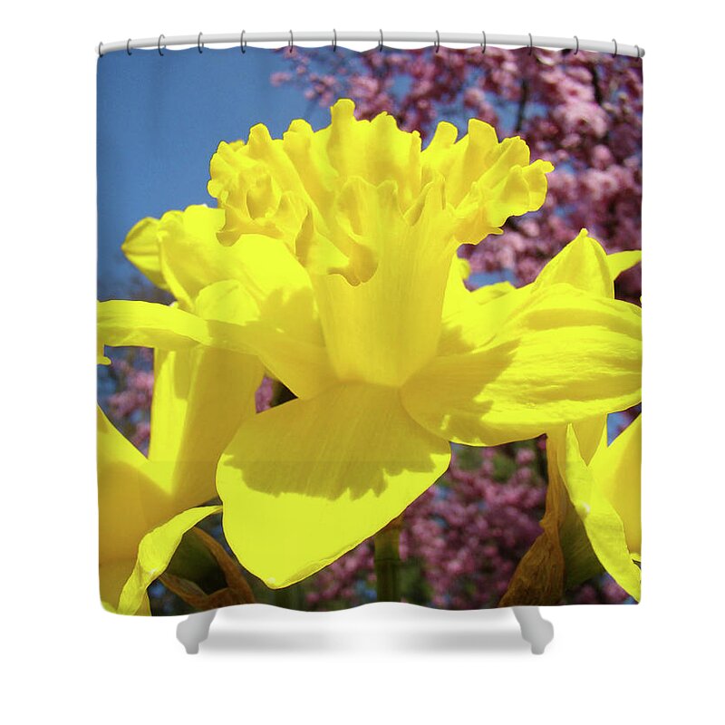 Daffodils Shower Curtain featuring the photograph Glowing Yellow Daffodils Art Prints Pink Blossoms Spring Baslee Troutman by Patti Baslee