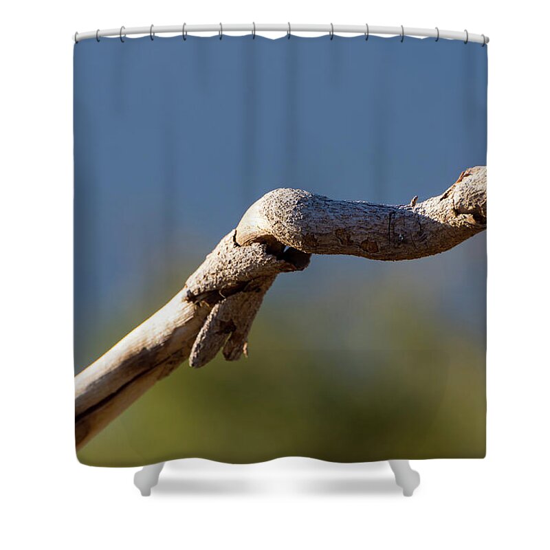 Gnarled Shower Curtain featuring the photograph Gnarled Branch by Douglas Killourie