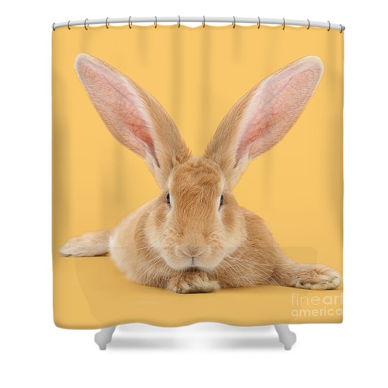 Giant Rabbit Shower Curtain featuring the photograph Go ahead I'm all Ears by Warren Photographic