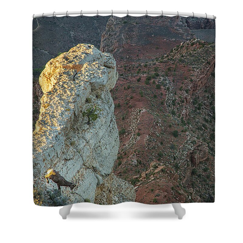 Grand Canyon Bighorn Sheep Shower Curtain featuring the photograph Go sheep go by Kunal Mehra