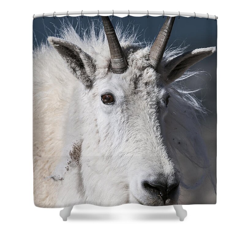 Colorado Shower Curtain featuring the photograph Goat Portrait by Gary Lengyel
