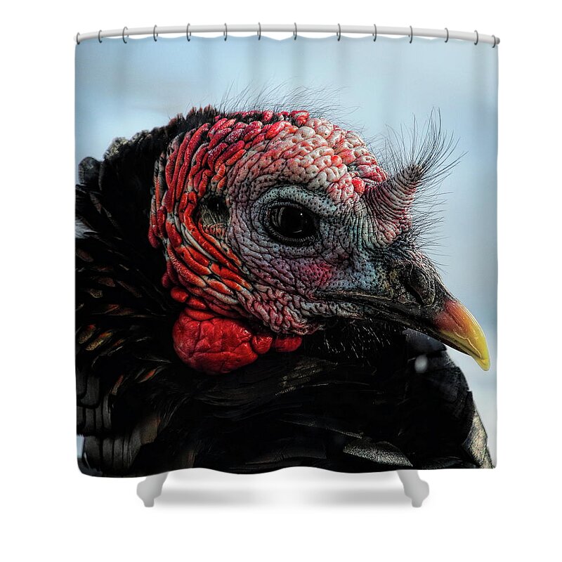 Wild Turkey Shower Curtain featuring the photograph Gobbler Stare Down by Dale Kauzlaric