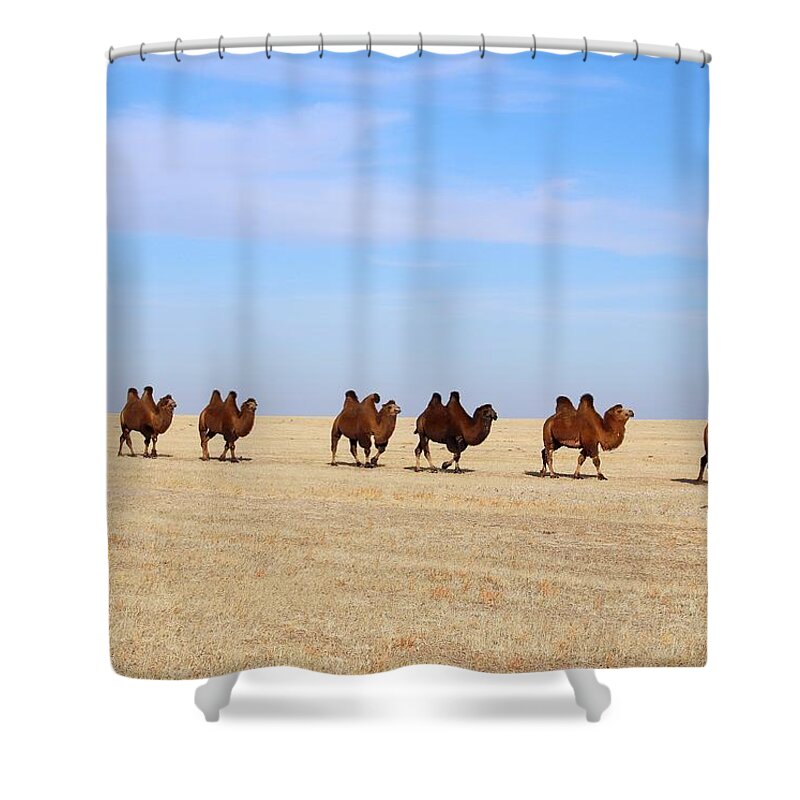 Camels Shower Curtain featuring the photograph Gobi Camels by Diane Height
