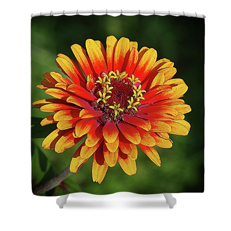 Gold And Orange Zinnia Shower Curtain featuring the photograph Going for the Gold by Karen McKenzie McAdoo