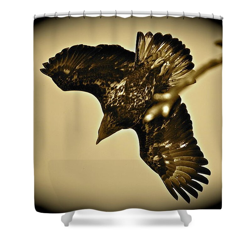 Bird Shower Curtain featuring the photograph Going Hunting by Diana Hatcher