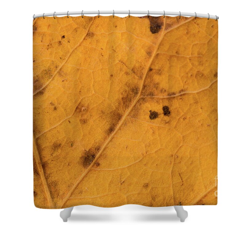 Fall Shower Curtain featuring the photograph Gold Leaf Detail by Ana V Ramirez