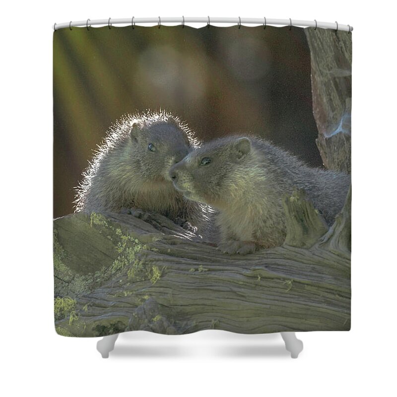 Golden Bellied Marmot Shower Curtain featuring the photograph Golden Bellied Marmot by Patricia Dennis