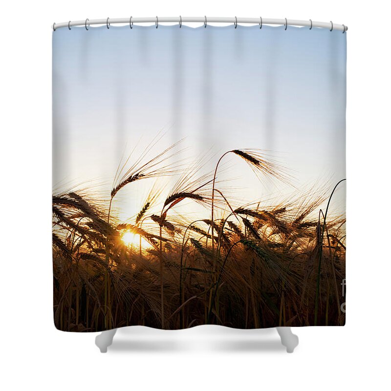 Sunrise Shower Curtain featuring the photograph Golden Crop by Tim Gainey