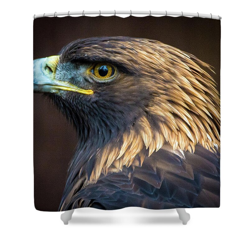 Eagles Shower Curtain featuring the photograph Golden Eagle 2 by Jason Brooks