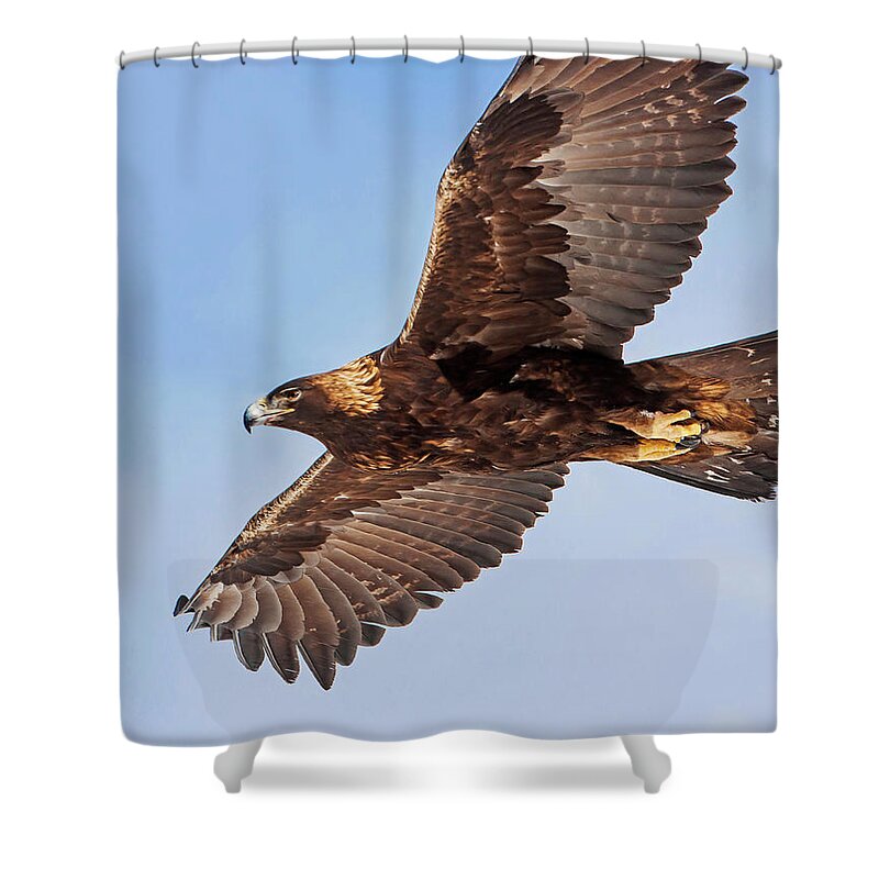 Golden Eagle Shower Curtain featuring the photograph Golden Eagle Flight by Mark Miller