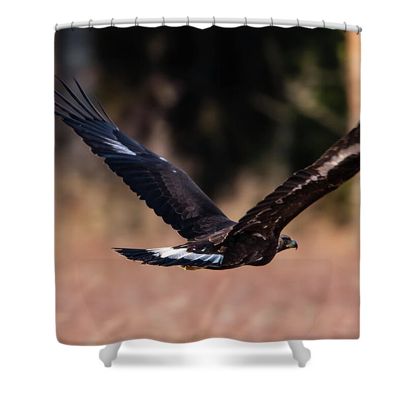 Golden Eagle Shower Curtain featuring the photograph Golden Eagle flying by Torbjorn Swenelius