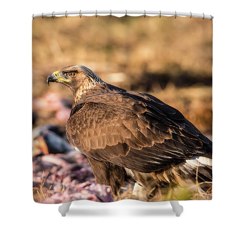 Golden Eagle Shower Curtain featuring the photograph Golden Eagle's Back by Torbjorn Swenelius