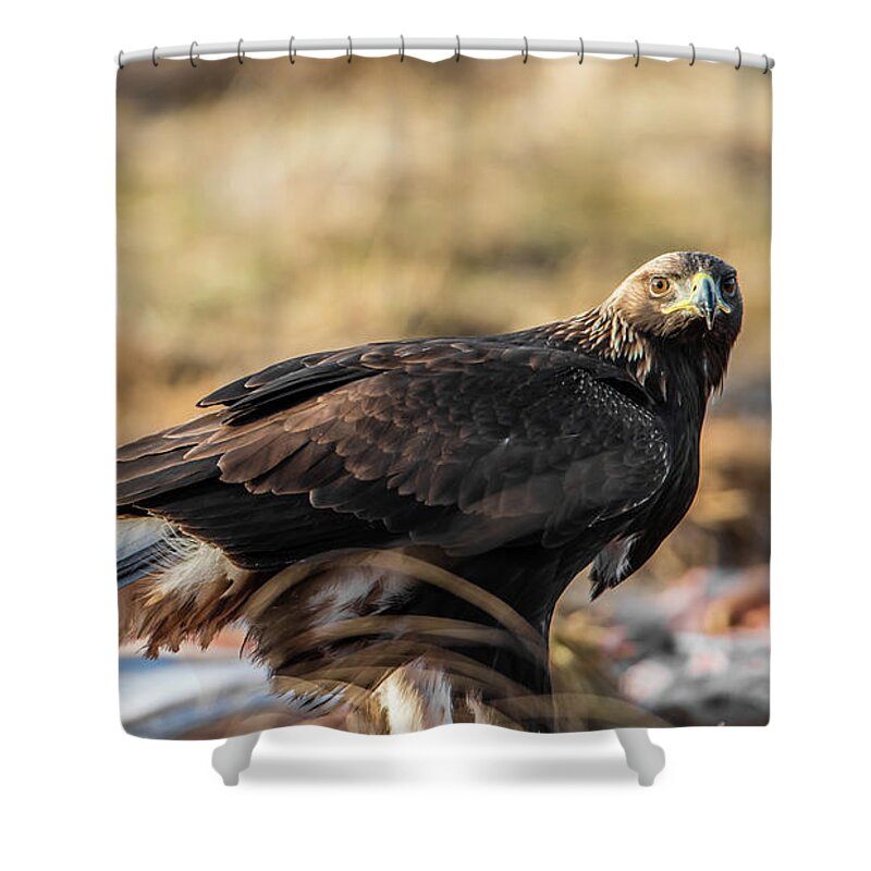 Golden Eagle Shower Curtain featuring the photograph Golden Eagle's Glance by Torbjorn Swenelius