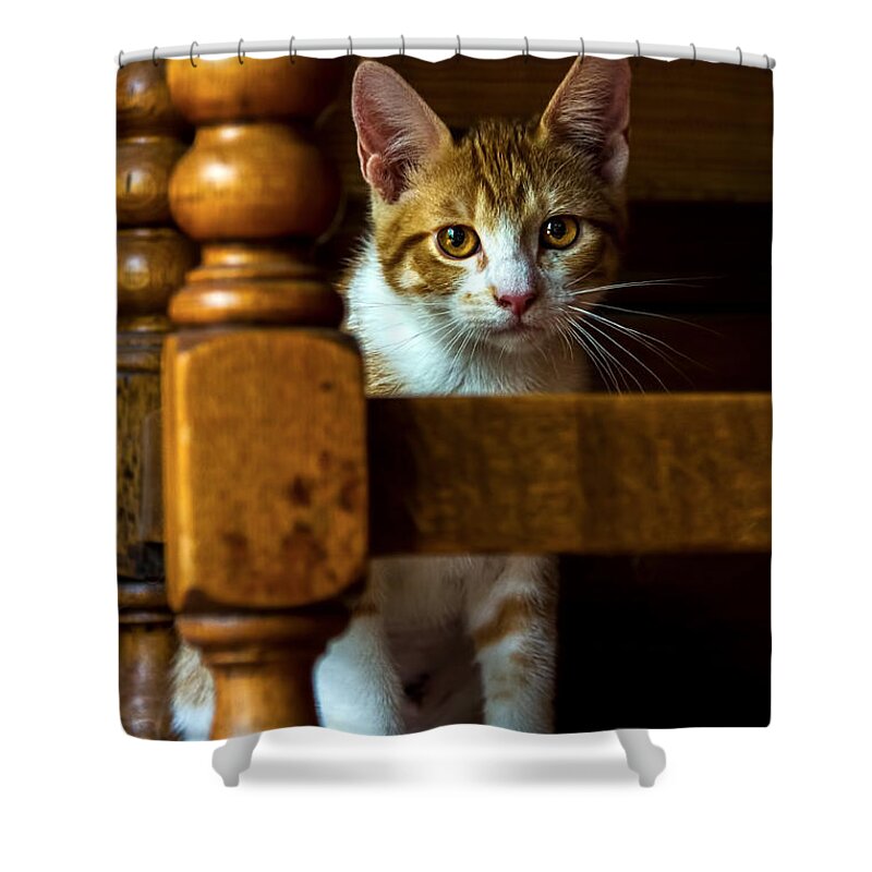 Goldeneye Shower Curtain featuring the photograph Golden Eyes by Gary Holmes