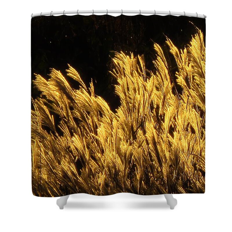 Grasses Shower Curtain featuring the photograph Golden Grasses at Sunset by Lori Frisch