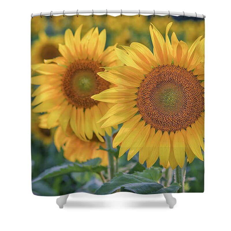 Sunflowers Shower Curtain featuring the photograph Golden Hour at the Sunflower Farm by Kristen Wilkinson