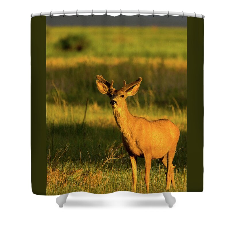 Colorado Shower Curtain featuring the photograph Golden Light Buck II by John De Bord