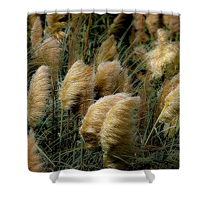 Pampas Shower Curtain featuring the photograph Golden Pampas in the Wind by DigiArt Diaries by Vicky B Fuller