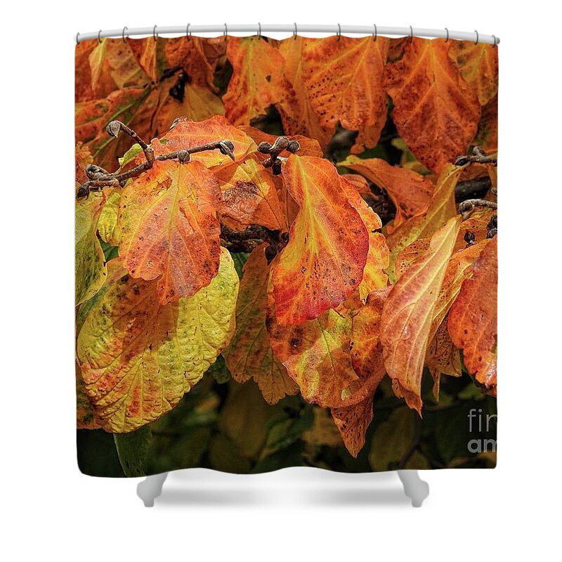 Deciduous Shower Curtain featuring the photograph Golden by Peggy Hughes