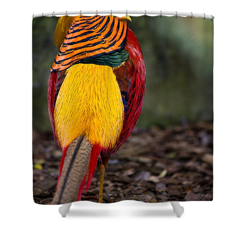 Golden Pheasant Shower Curtain featuring the photograph Golden Pheasant by Greg Nyquist