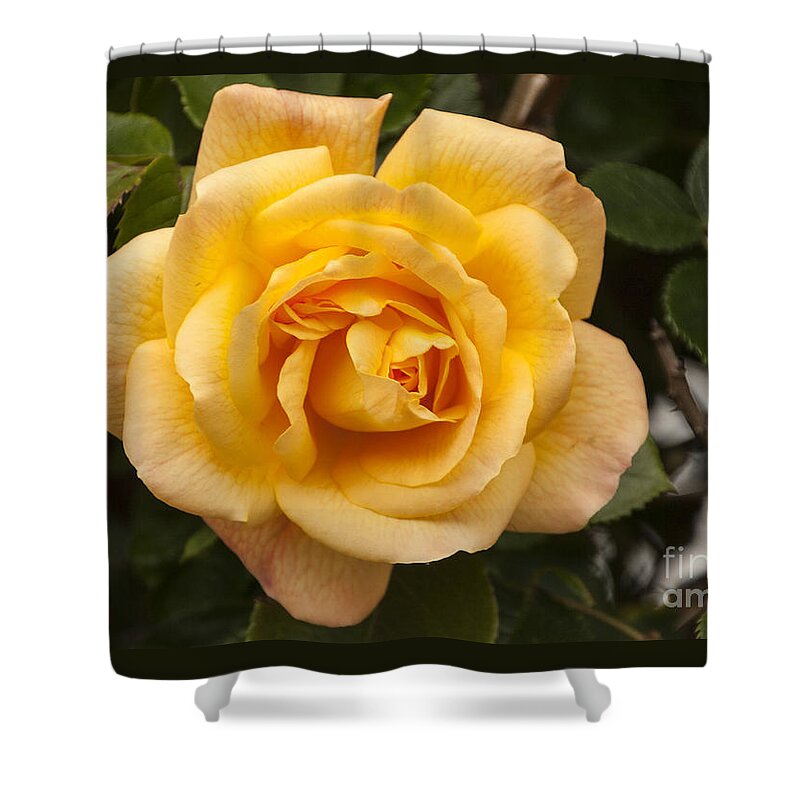 Golden Rose Shower Curtain featuring the photograph Golden Rose by Victoria Harrington