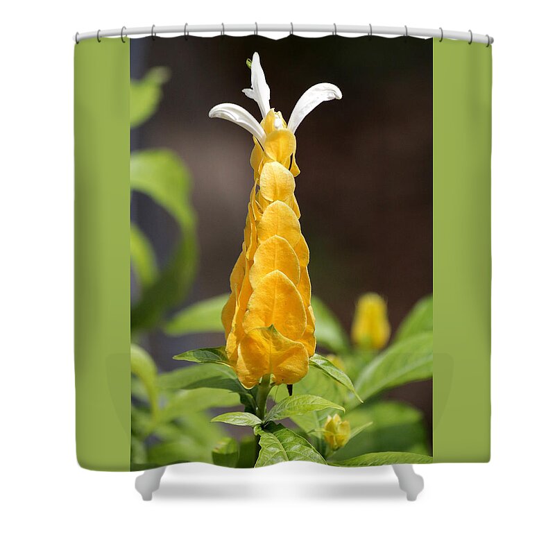 Nature Shower Curtain featuring the photograph Golden Shrimp Flower by Sheila Brown