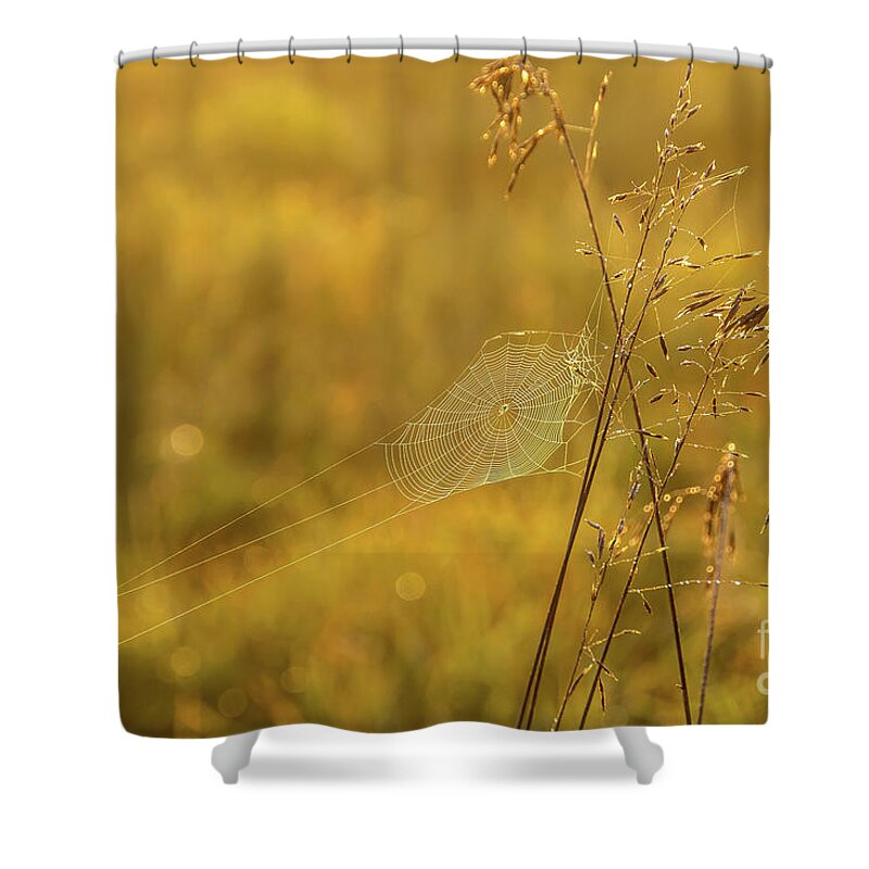 Cheryl Baxter Photography Shower Curtain featuring the photograph Golden Spider Web by Cheryl Baxter