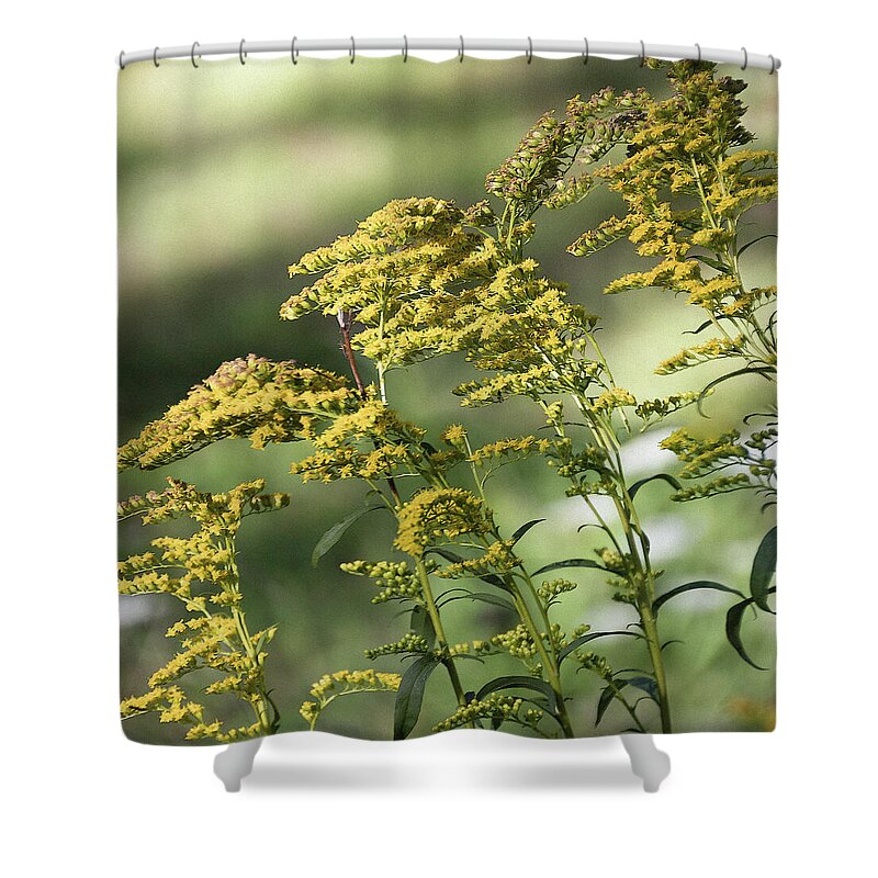 Goldenrod Shower Curtain featuring the photograph Goldenrod - by Julie Weber