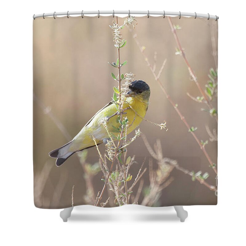 Goldfinch Shower Curtain featuring the photograph Goldfinch in Morning light by Ruth Jolly