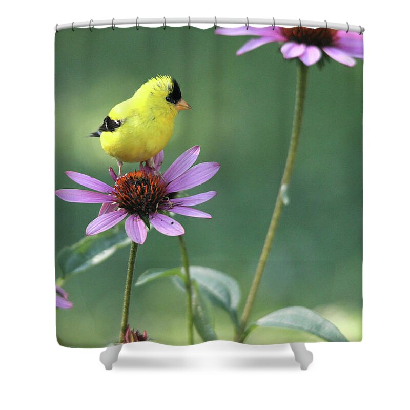 American Goldfinch Shower Curtain featuring the photograph Goldfinch on a Coneflower by Trina Ansel