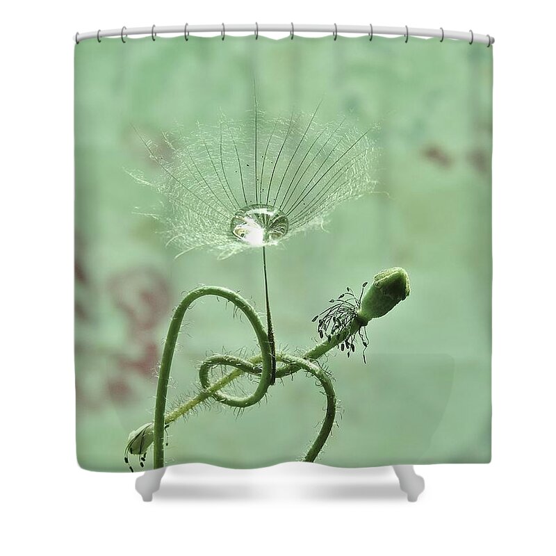 Poppy Shower Curtain featuring the photograph Gone to Seed by Barbara St Jean