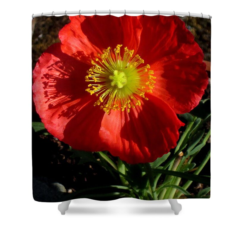 Flower Shower Curtain featuring the photograph Good evening Poppy by Marie Neder