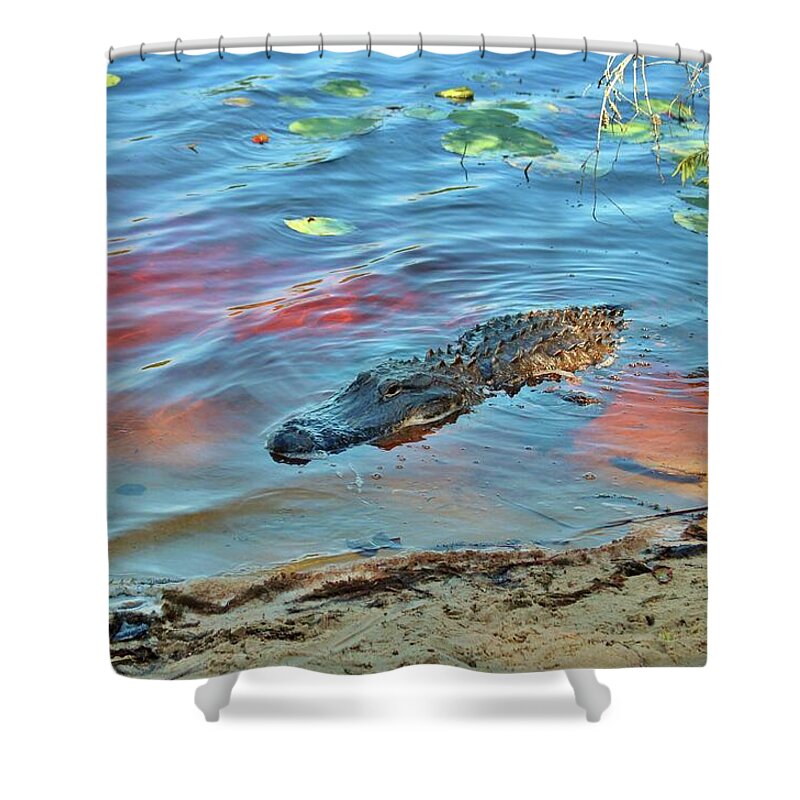 American Shower Curtain featuring the photograph Good Morning Alligator by Cynthia Guinn
