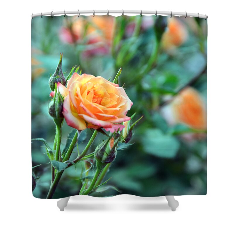 Small Shower Curtain featuring the photograph Good Things Come In Small Packages by Angelina Tamez