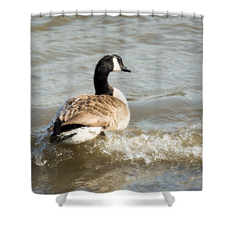 Goose Shower Curtain featuring the photograph Goose Rides A Wave by Holden The Moment