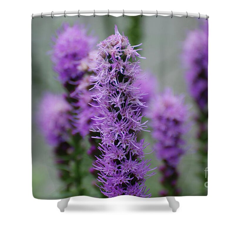 Lilac Shower Curtain featuring the photograph Gorgeous Blooming Purple Liatris Plants by DejaVu Designs