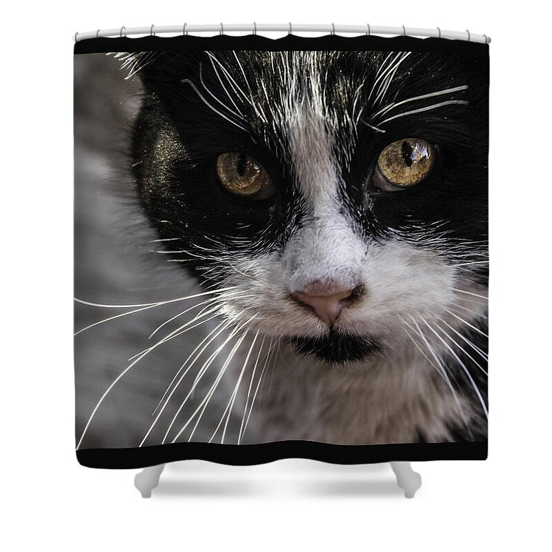 Cats Shower Curtain featuring the photograph Gorgeous close up by Sandra Dalton