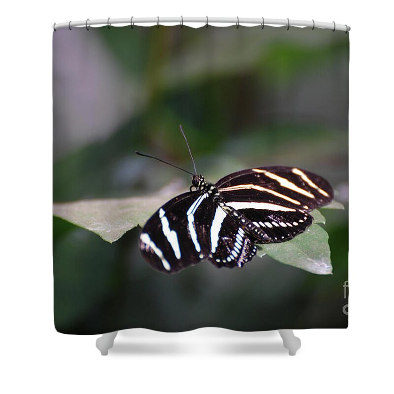 Zebra-butterfly Shower Curtain featuring the photograph Gorgeous Shot of a Zebra Butterfly on a Leaf by DejaVu Designs