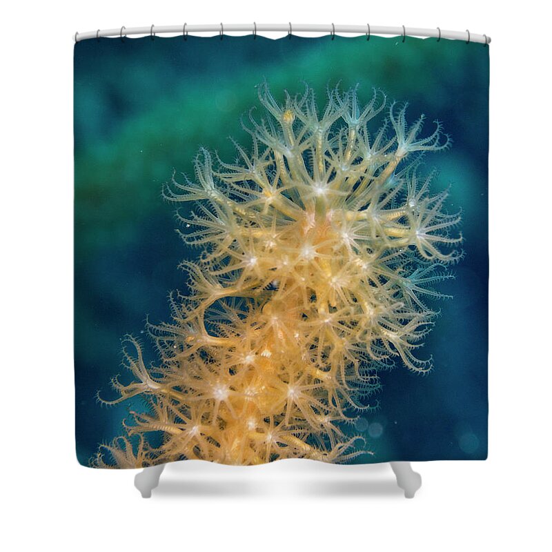 Jean Noren Shower Curtain featuring the photograph Gorgonian Detail by Jean Noren
