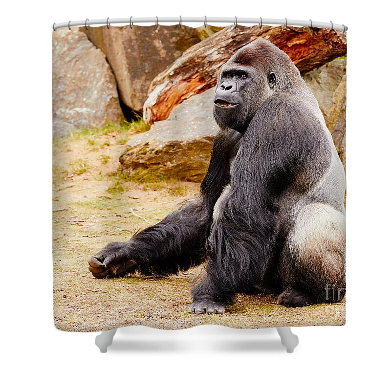 Gorilla Shower Curtain featuring the photograph Gorilla sitting upright by Nick Biemans