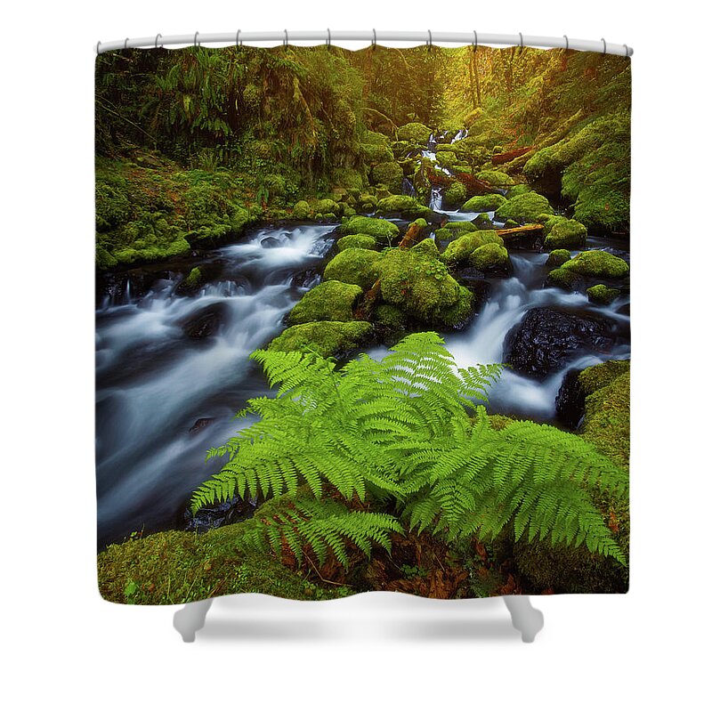 Ferns Shower Curtain featuring the photograph Gorton Creek Fern by Darren White