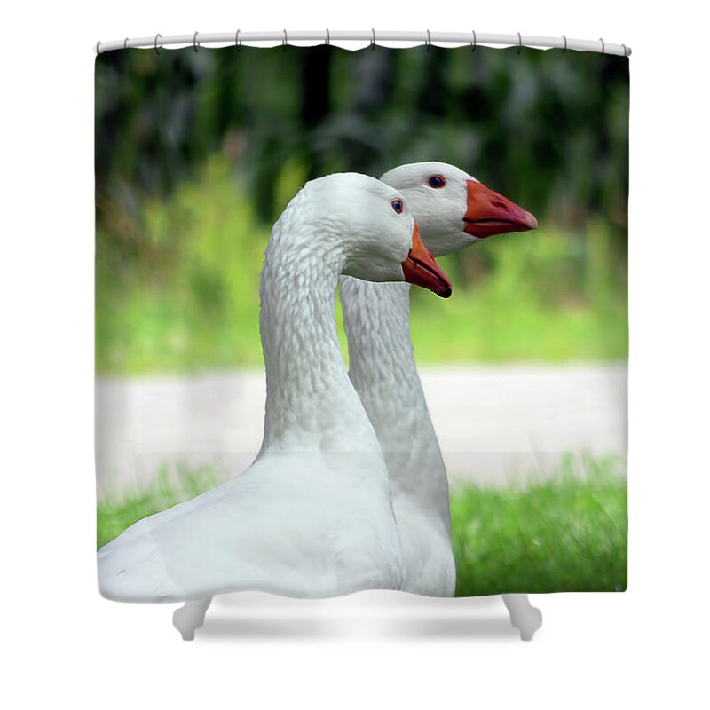 Goose Shower Curtain featuring the photograph Gossip Girls by Leslie Montgomery