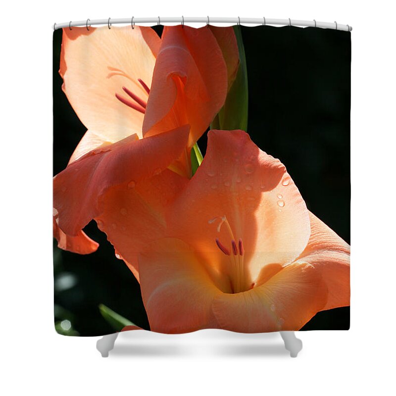 Gladiolus Shower Curtain featuring the photograph Graceful Gladiolus by Tammy Pool