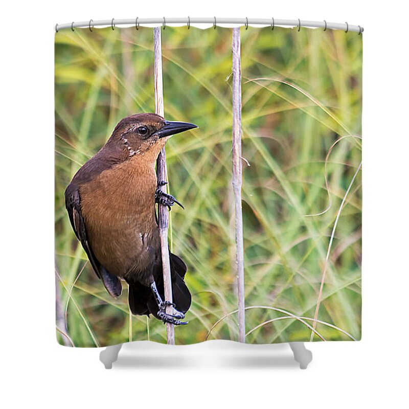 Wildlife Shower Curtain featuring the photograph Grackle In The Reeds by Kenneth Albin