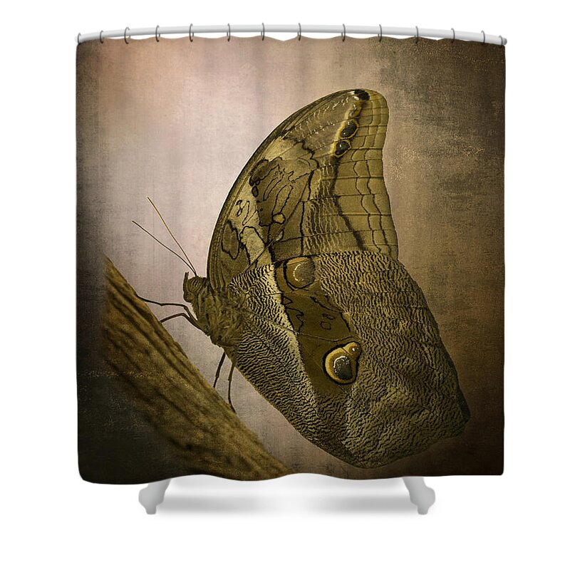 Butterfly Shower Curtain featuring the photograph Graffic Owl Butterfly by Inge Riis McDonald