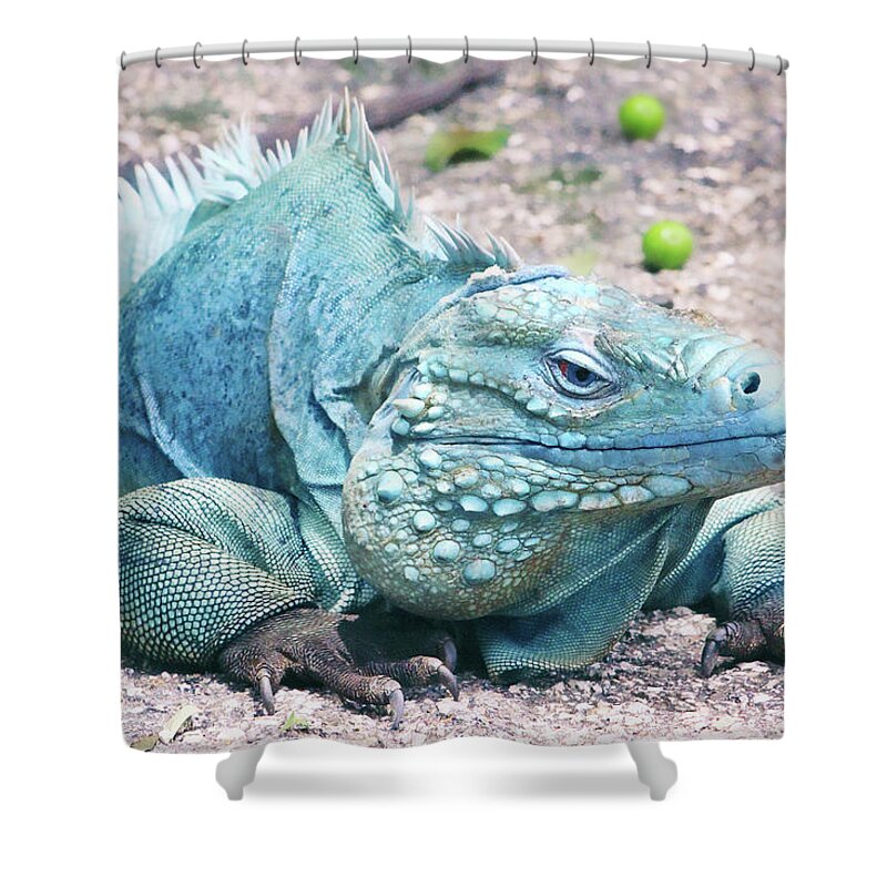 Blue Iguana Shower Curtain featuring the photograph Grand Cayman Blue Iguana by Iryna Goodall