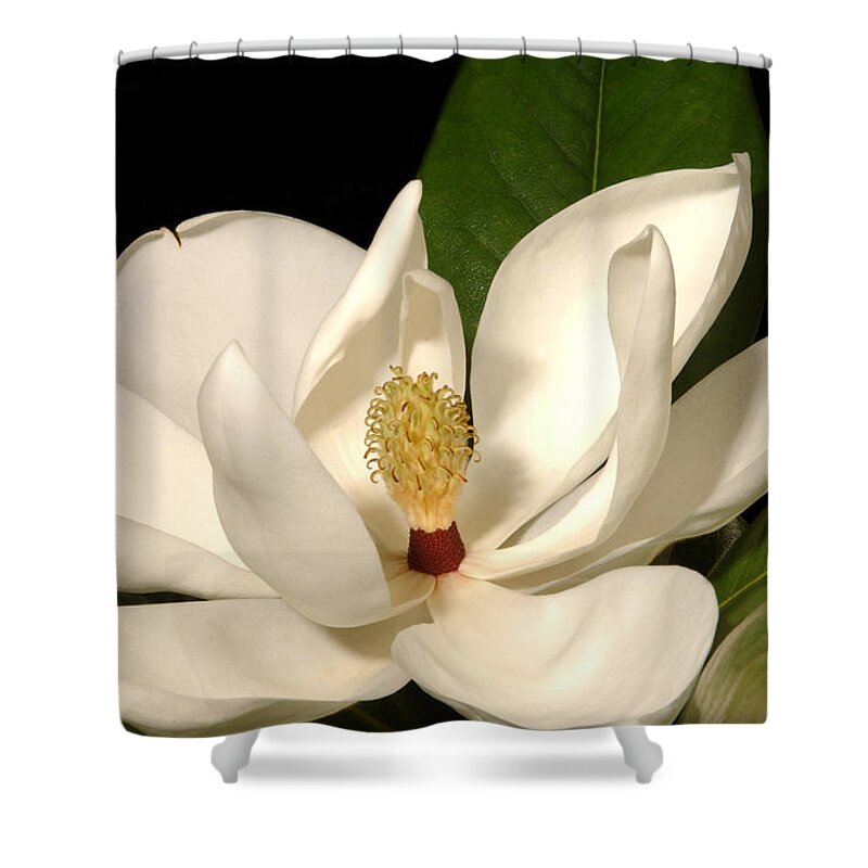Magnolia Grandiflora Shower Curtain featuring the photograph Grandiflora by Greg and Chrystal Mimbs