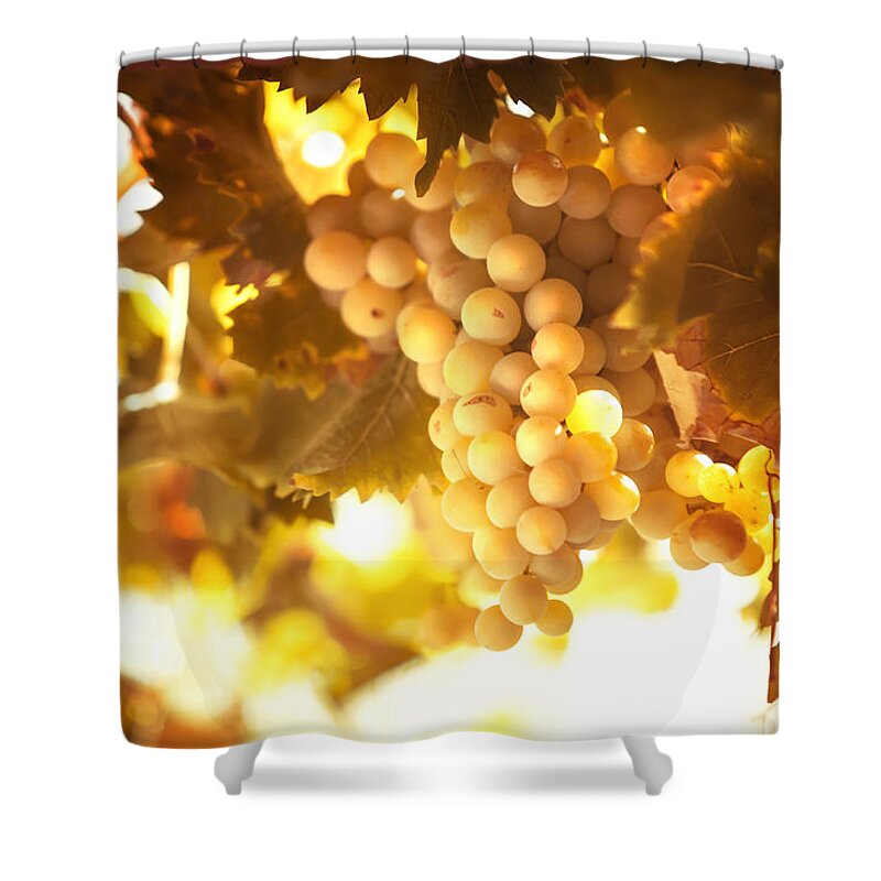 Grape Shower Curtain featuring the photograph Grapes Filled with Sun by Jenny Rainbow