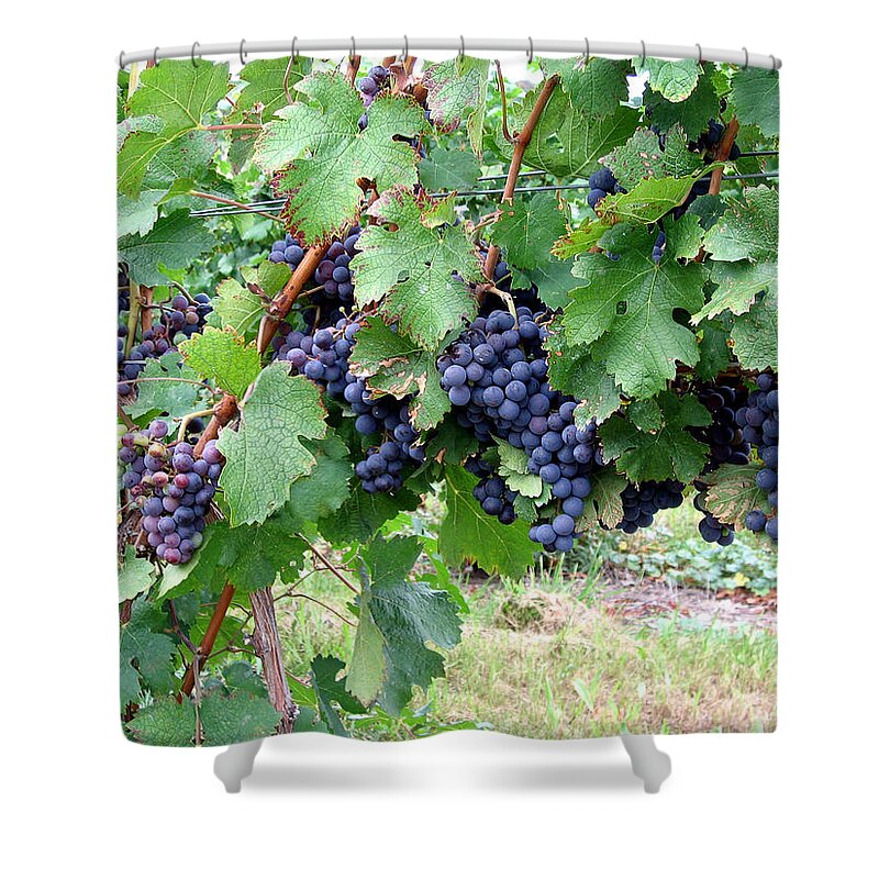 Purple Shower Curtain featuring the photograph Grapes by Laura Kinker